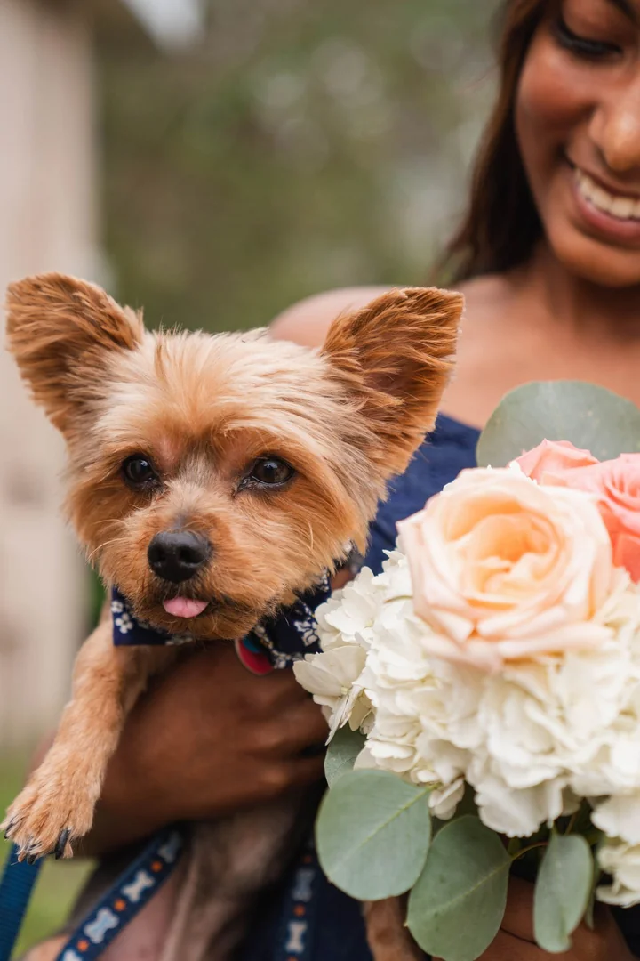 Pet-friendly wedding 12