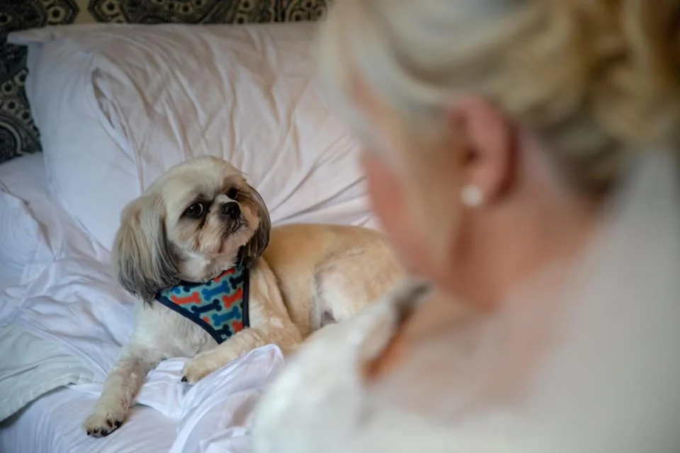 Pet-friendly wedding 13