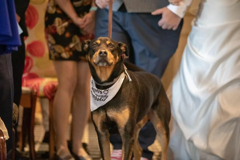 Pet-friendly wedding 23