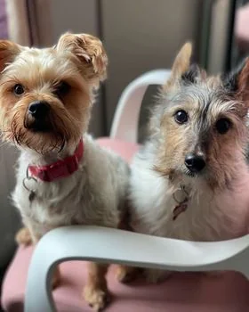 Pet-friendly wedding 24