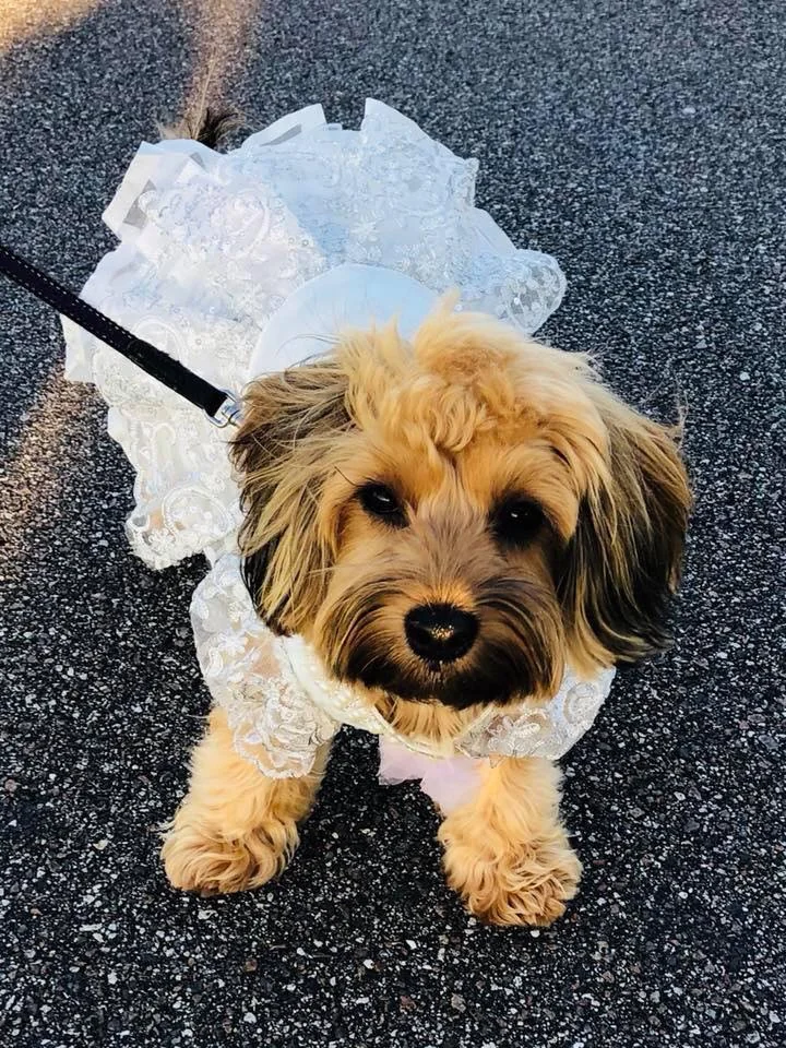 Pet-friendly wedding 25