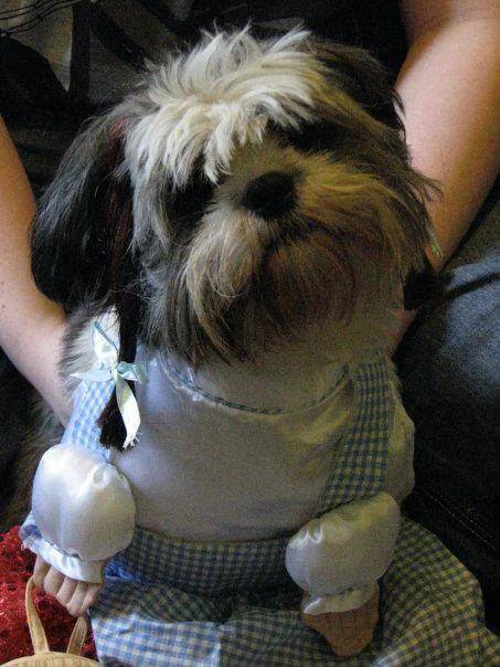 Pet-friendly wedding 29