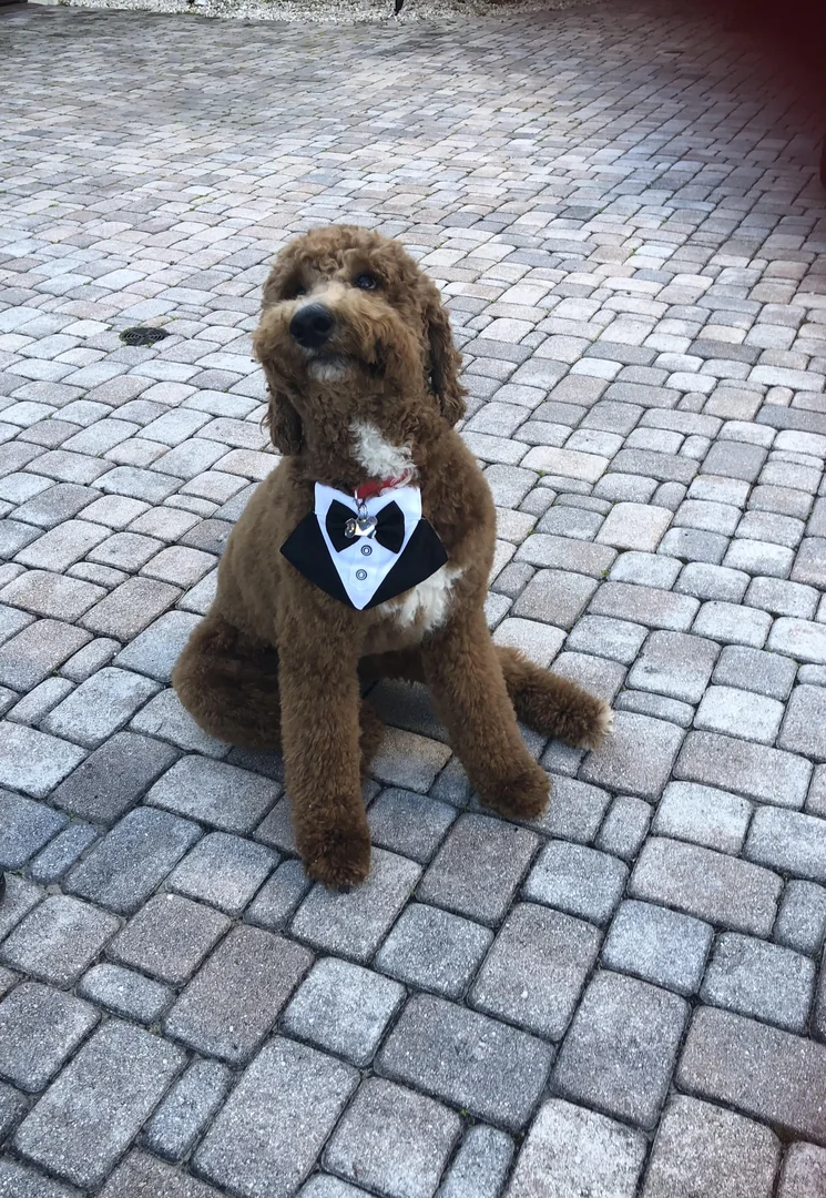 Pet-friendly wedding 35